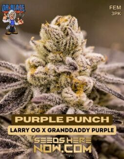 Dr. Blaze - Purple Punch {FEM} [3pk]Dr Blaze - Purple Punch 3