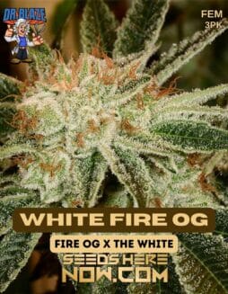 Dr. Blaze - White Fire OG {FEM} [3pk]Dr. Blaze - White Fire OG