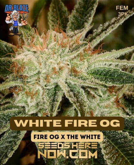Dr. Blaze - White Fire Og