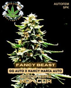 Fancy Beast (autoflower) - Eazy Daze Cultivators