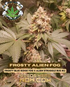 Frosty Alien Fog (Feminized) - Eazy Daze Cultivators