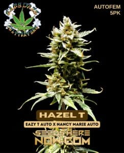 Hazel T (autoflower) - Eazy Daze Cultivators