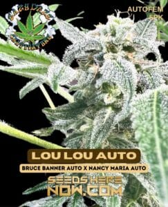 Lou Lou Auto (autoflower) - Eazy Daze Cultivators