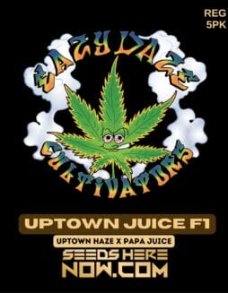 Eazy Daze Cultivators - Uptown Juice F1 {REG} [5pk]Eazy Daze Cultivators - Uptown Juice F1