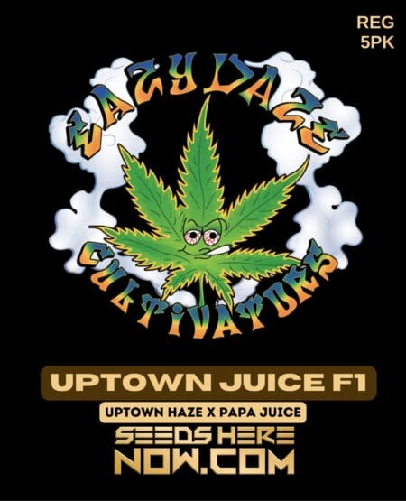 Eazy Daze Cultivators - Uptown Juice F1