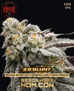 2 B Blunt (feminized) - Elev8 Seeds
