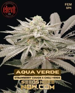 Aqua Verde (feminized) - Elev8 Seeds