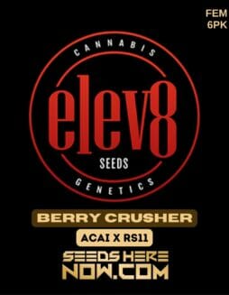 Elev8 Seeds - Berry Crusher {FEM} [6pk]Elev8 Seeds - Berry Crusher