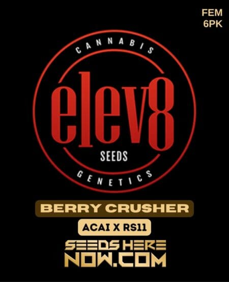 Elev8 Seeds - Berry Crusher