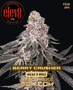 Berry Crusher (feminized) - Elev8 Seeds