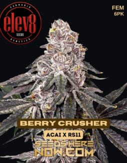 Elev8 Seeds - Berry Crusher {FEM} [6pk]Elev8 Seeds - Berry Crusher {fem} [6pk]