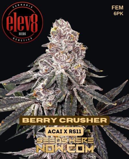 Berry Crusher (feminized) - Elev8 Seeds