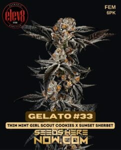 Gelato #33 (feminized) - elev8 seeds