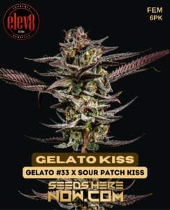 Gelato Kiss (feminized) - Elev8 Seeds
