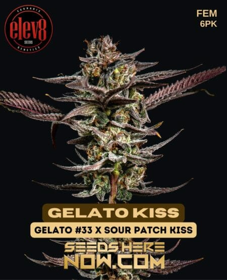 Elev8 Seeds - Gelato Kiss