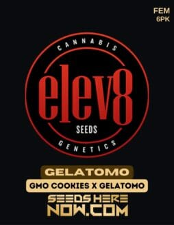 Elev8 Seeds - Gelatomo {FEM} [6pk]Elev8 Seeds - Gelatomo