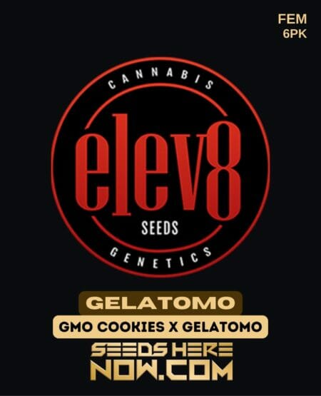Elev8 Seeds - Gelatomo