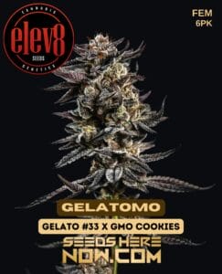Gelatomo (feminized) - Elev8 Seeds
