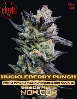Elev8 Seeds - Huckleberry Punch {FEM} [6pk]Elev8 Seeds - Huckleberry Punch FEM 6pk