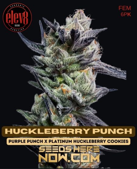 Elev8 Seeds - Huckleberry Punch Fem 6pk