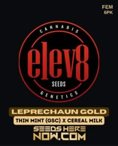 Leprechaun Gold (feminized) - Elev8 Seeds