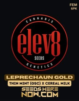 Elev8 Seeds - Leprechaun Gold {FEM} [6pk]Elev8 Seeds - Leprechaun Gold