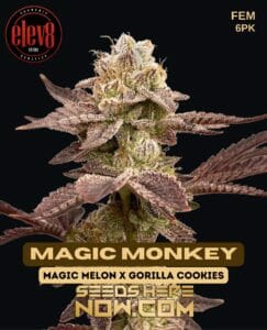 Magic Monkey (Feminized) - Elev8 Seeds