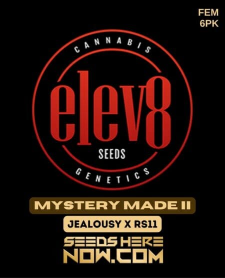 Elev8 Seeds - Mystery Made Ii