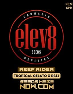 Elev8 Seeds - Reef Rider {FEM} [6pk]Elev8 Seeds - Reef Rider