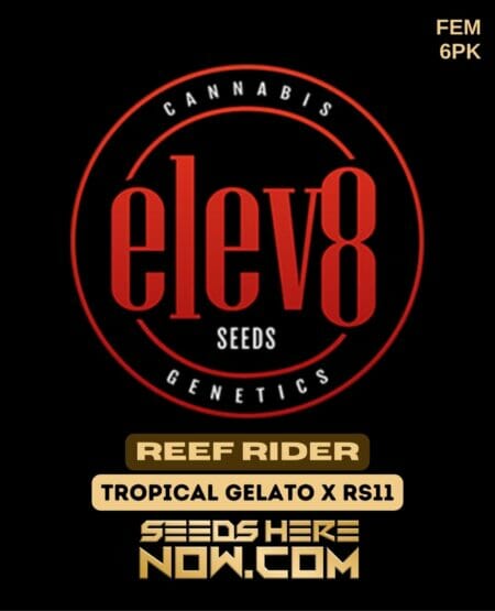 Elev8 Seeds - Reef Rider