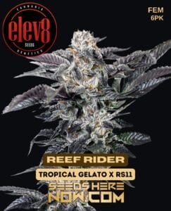 Reef Rider (feminized) - Elev8 Seeds