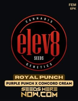 Elev8 Seeds - Royal Punch {FEM} [6pk]Elev8 Seeds - Royal Punch
