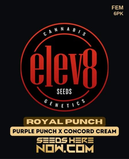Elev8 Seeds - Royal Punch