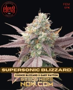 Supersonic Blizzard (Feminized) - Elev8 Seeds