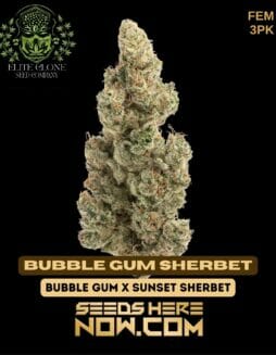 Elite Clone Seed Company - Bubble Gum Sherbet {FEM} [3pk]Elite Clone Seed Company - Bubble Gum Sherbet