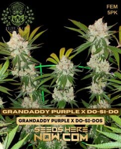 Grandaddy Purp X Do-si-do (feminized) - Elite Clone Seed Company