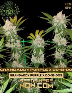 Elite Clone Seed Company - Grandaddy Purp x Do-Si-Dos {FEM} [5pk]Elite Clone Seed Company - Grandaddy Purple x Do-Si-Do