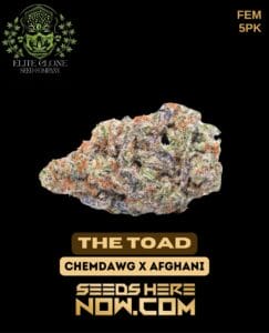 the Toad S1 (feminized) - Elite Clone Seed Company