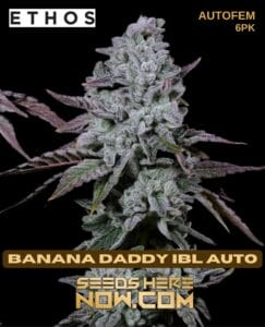 Banana Daddy IBL Auto (Autoflower) (space) Ethos Genetics