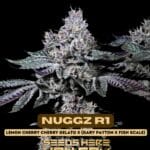 Nuggz R1 (Feminized) - Ethos Genetics