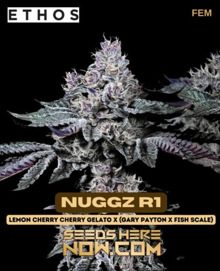 Nuggz R1 (feminized) - Ethos Genetics