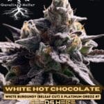 White Hot Chocolate (Feminized) - Genetix Matter