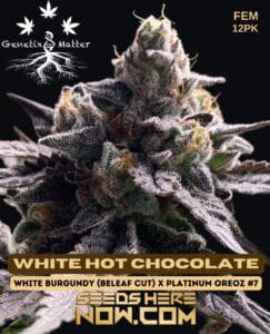 Genetix Matter - White Hot Chocolate {FEM}Genetix Matter - White Hot Chocolate {fem} [12pk]