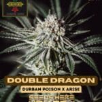Double Dragon (Regular) - Irie Genetics