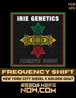 Irie Genetics - Frequency Shift {FEM} [6pk]Irie Genetics - Frequency Shift {fem} [6pk]