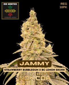Jammy (Regular) - Irie Genetics