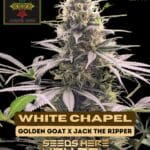White Chapel (Regular) - Irie Genetics