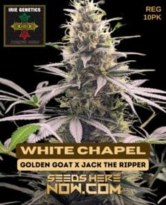 White Chapel (regular) - Irie Genetics