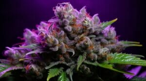 Discover The Mac Stomper Strain (Mac X Grape Stomper Og) – Discover the MAC Stomper Strain (MAC X Grape Stomper OG)