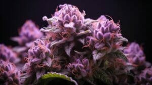 Discover Punch Breath Strain (Mendo Breath X Purple Punch) | SeedsHereNow.com